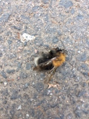 Bombus hypnorum