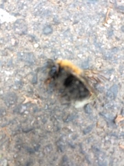 Bombus hypnorum