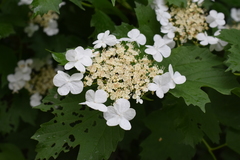 Viburnum