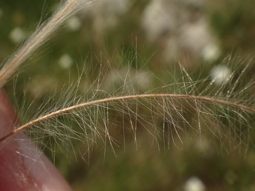 Image of Stipa eriocaulis by (c) Christian Berg, some rights reserved (CC BY)