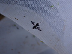 Rivellia syngenesiae