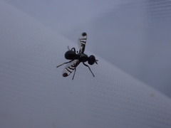 Rivellia syngenesiae