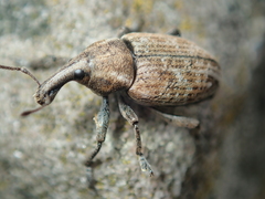 Lepyrus capucinus