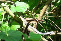 Dendrelaphis kopsteini