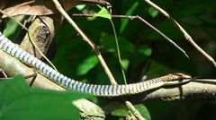 Dendrelaphis kopsteini