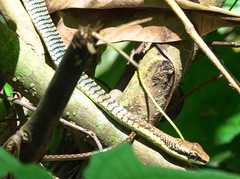 Dendrelaphis kopsteini