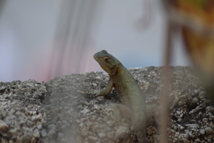 Sceloporus grammicus