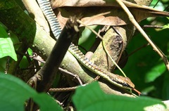 Dendrelaphis kopsteini