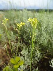 Erysimum canescens