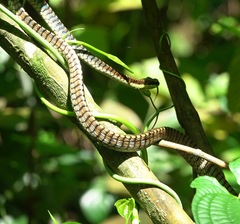 Dendrelaphis kopsteini