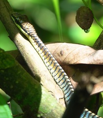 Dendrelaphis kopsteini