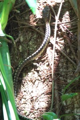 Dendrelaphis kopsteini