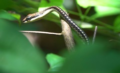 Dendrelaphis kopsteini