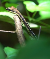 Dendrelaphis kopsteini