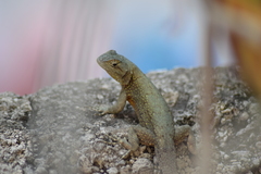 Sceloporus grammicus