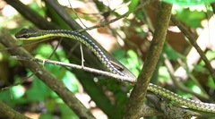 Dendrelaphis kopsteini