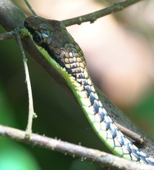 Dendrelaphis kopsteini