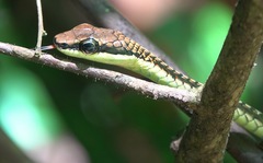 Dendrelaphis kopsteini