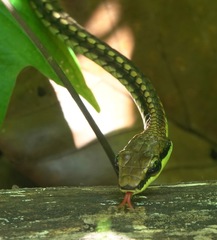 Dendrelaphis kopsteini