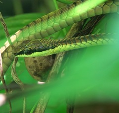 Dendrelaphis kopsteini