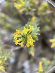 Thymelaea dioica