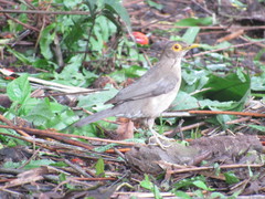 Turdus nudigenis