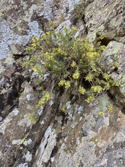 Thymelaea dioica
