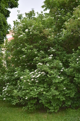 Viburnum
