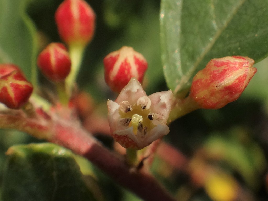 Frangula rupestris