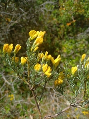 Genista teretifolia