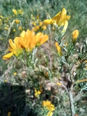 Genista teretifolia