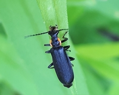 Podabrus rugosulus