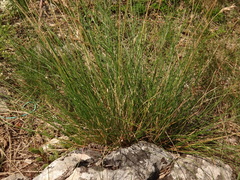 Sesleria rigida