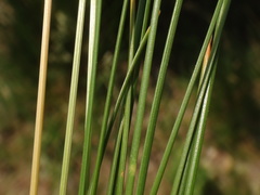 Sesleria rigida