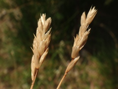 Sesleria rigida
