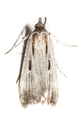 Tathorhynchus exsiccata
