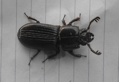 Passalus