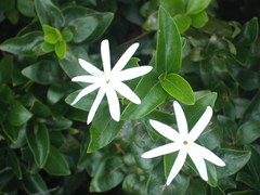 Jasminum nitidum