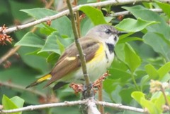 Setophaga ruticilla image