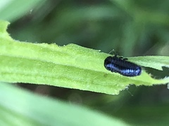 Trirhabda canadensis