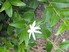 Jasminum nitidum