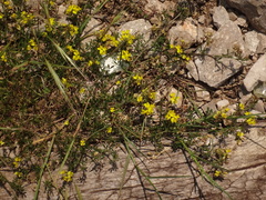Medicago prostrata