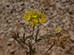 Medicago prostrata
