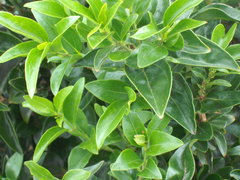 Jasminum nitidum