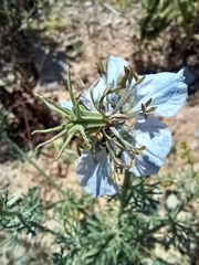 Nigella gallica