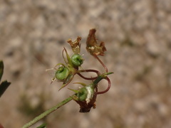 Medicago prostrata
