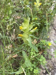 Rhinanthus alectorolophus