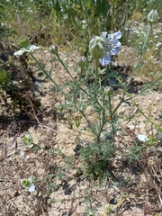 Nigella gallica