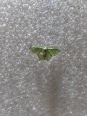 Chloropteryx nordicaria