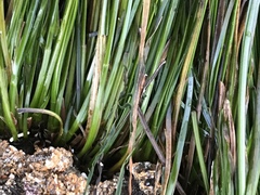 Phyllospadix scouleri